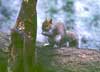 grey squirrel